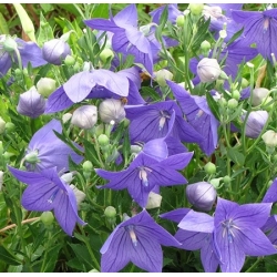 nasiona Rozwar wielkokwiatowy szt.10 Flxx15