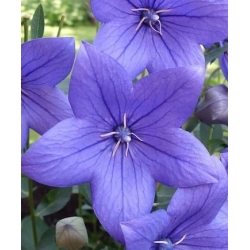 nasiona Rozwar wielkokwiatowy szt.10 Flxx15