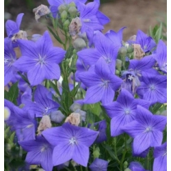 nasiona Rozwar wielkokwiatowy szt.10 Flxx15