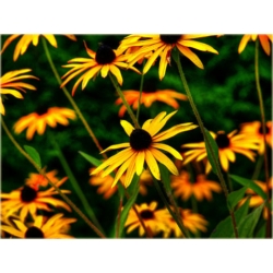 nasiona Rudbekia drubarwna szt.10 Flxx135