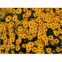 nasiona Rudbekia drubarwna szt.10 Flxx135