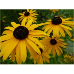 nasiona Rudbekia drubarwna szt.10 Flxx135