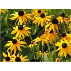 nasiona Rudbekia drubarwna szt.10 Flxx135