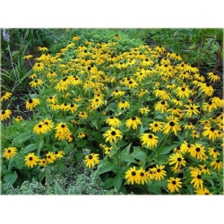 nasiona Rudbekia drubarwna szt.10 Flxx135