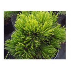 nasiona Sosna bośniacka szt.5 Flxx66