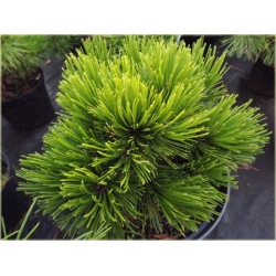 nasiona Sosna bośniacka szt.5 Flxx66