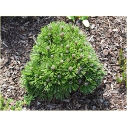 nasiona Sosna bośniacka szt.5 Flxx66