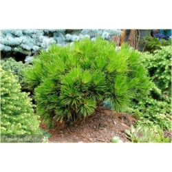 nasiona Sosna bośniacka szt.5 Flxx66