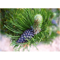 nasiona Sosna bośniacka szt.5 Flxx66