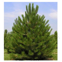 nasiona Sosna czarna szt.5 Flxx65