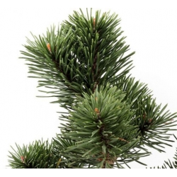 nasiona Sosna hakowata szt.5 Flxx70