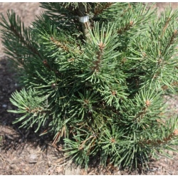 nasiona Sosna hakowata szt.5 Flxx70