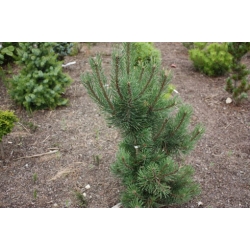 nasiona Sosna hakowata szt.5 Flxx70