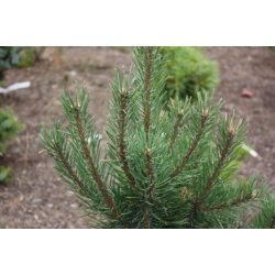 nasiona Sosna hakowata szt.5 Flxx70