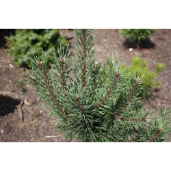 nasiona Sosna hakowata szt.5 Flxx70