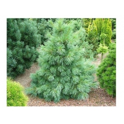 nasiona Sosna himalajska szt.5 Flxx39