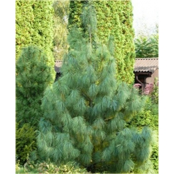 nasiona Sosna himalajska szt.5 Flxx39