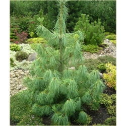 nasiona Sosna himalajska szt.5 Flxx39