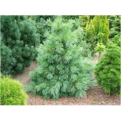 nasiona Sosna himalajska szt.5 Flxx39