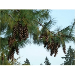 nasiona Sosna himalajska szt.5 Flxx39