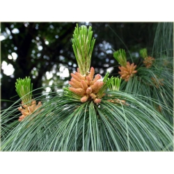 nasiona Sosna himalajska szt.5 Flxx39