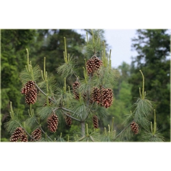 nasiona Sosna himalajska szt.5 Flxx39