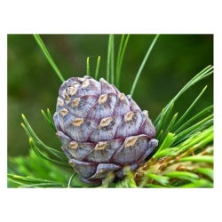 nasiona Sosna limba szt.3 Flxx64