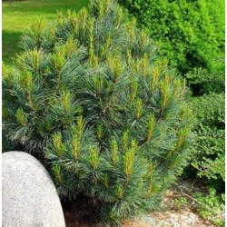 nasiona Sosna limba szt.3 Flxx64