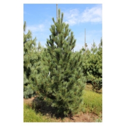 nasiona Sosna rumelijska szt.5 Flxx68