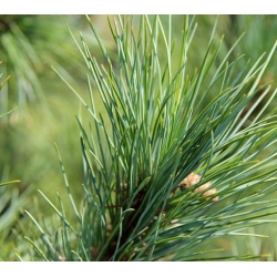 nasiona Sosna rumelijska szt.5 Flxx68