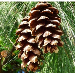 nasiona Sosna rumelijska szt.5 Flxx68