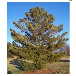nasiona Sosna rumelijska szt.5 Flxx68