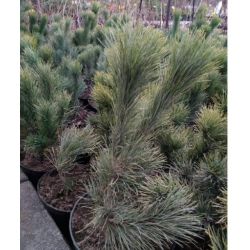 nasiona Sosna rumelijska szt.5 Flxx68