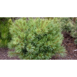 nasiona Sosna wejmutka szt.5 Flxx69