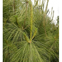 nasiona Sosna wejmutka szt.5 Flxx69