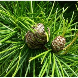 nasiona Sośnica japońska szt.5 Flxx71