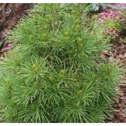 nasiona Sośnica japońska szt.5 Flxx71