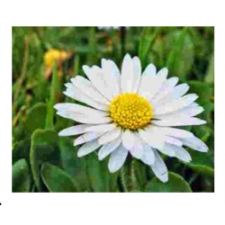 nasiona Stokrotka pospolita mix szt.10 Flxx117