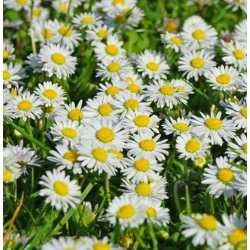 nasiona Stokrotka pospolita mix szt.10 Flxx117