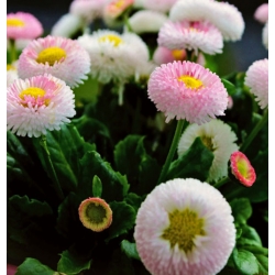 nasiona Stokrotka pospolita mix szt.10 Flxx117