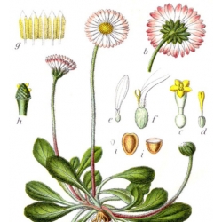 nasiona Stokrotka pospolita mix szt.10 Flxx117