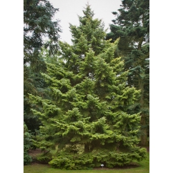 nasiona Świerk ajański szt.10 Flxx54