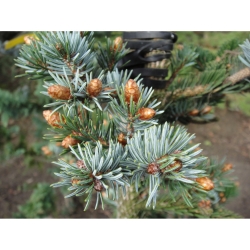 nasiona Świerk ajański szt.10 Flxx54
