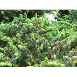 nasiona Świerk ajański szt.10 Flxx54
