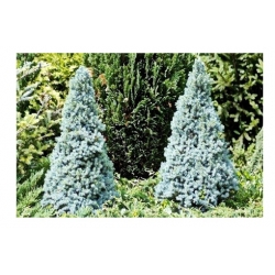 nasiona Świerk biały szt.10 Flxx53