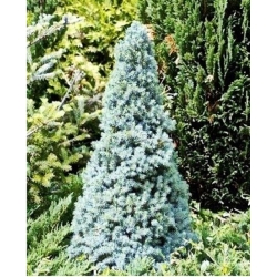 nasiona Świerk biały szt.10 Flxx53