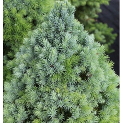 nasiona Świerk biały szt.10 Flxx53