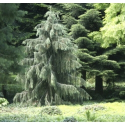 nasiona Świerk Brewera szt.5 Flxx49