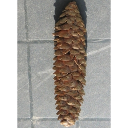 nasiona Świerk Brewera szt.5 Flxx49