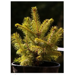 nasiona Świerk crassifolia szt.10 Flxx51